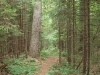 Red Horse Trail south of Witchhopple Lake
